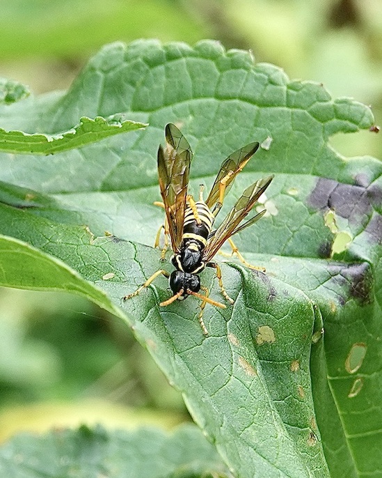figwort sawfly